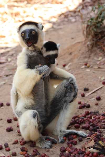 Мадагаскар и Маврикий. Баобабы и киты.