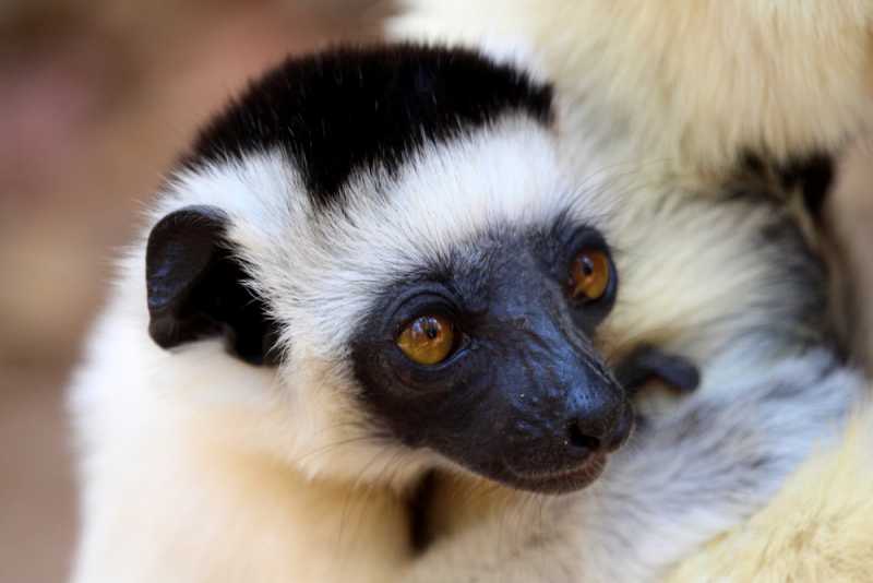 Мадагаскар и Маврикий. Баобабы и киты.