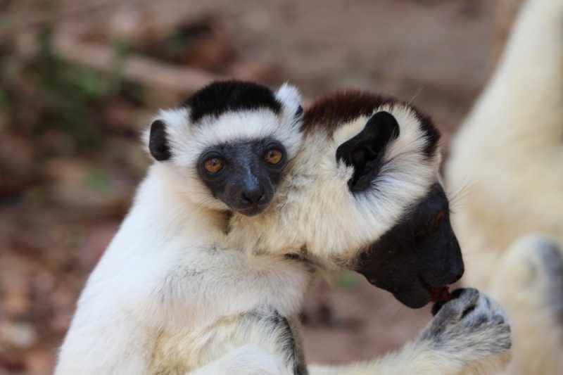 Мадагаскар и Маврикий. Баобабы и киты.