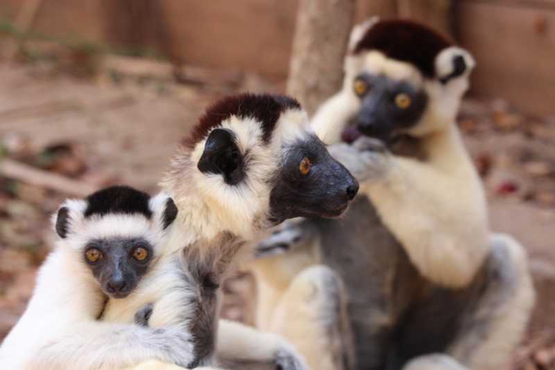 Мадагаскар и Маврикий. Баобабы и киты.