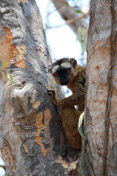 Мадагаскар и Маврикий. Баобабы и киты.
