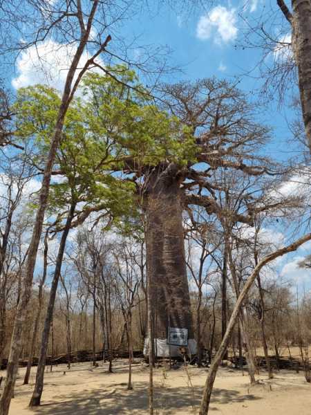 Мадагаскар и Маврикий. Баобабы и киты.