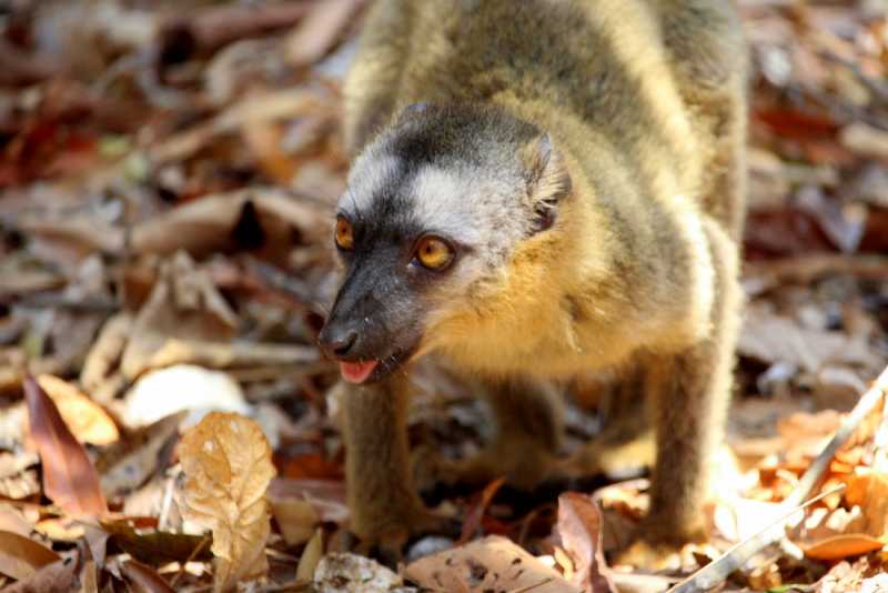 Мадагаскар и Маврикий. Баобабы и киты.