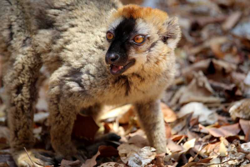 Мадагаскар и Маврикий. Баобабы и киты.