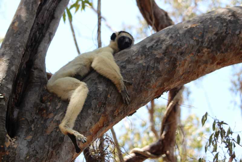 Мадагаскар и Маврикий. Баобабы и киты.