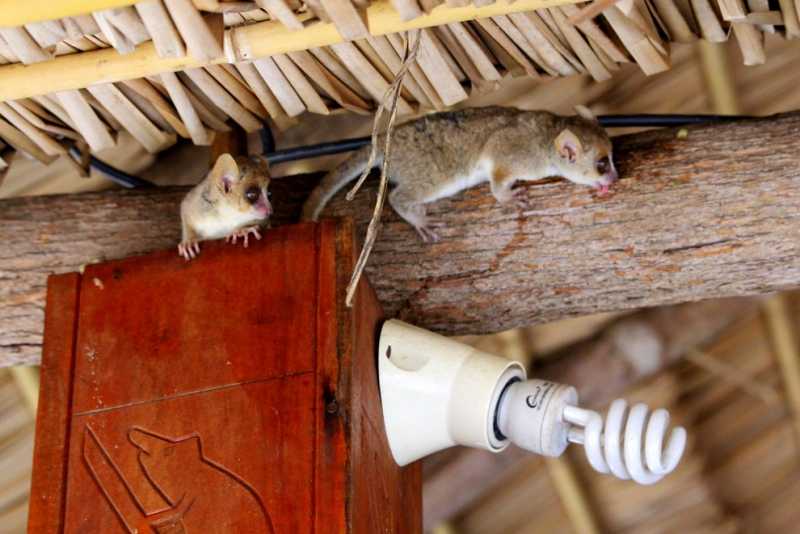 Мадагаскар и Маврикий. Баобабы и киты.