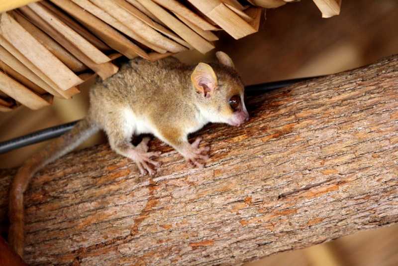 Мадагаскар и Маврикий. Баобабы и киты.