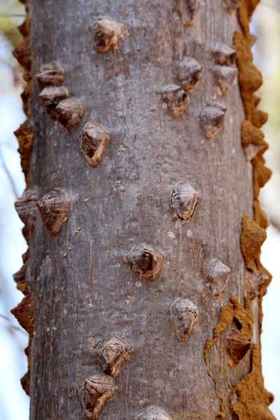 Мадагаскар и Маврикий. Баобабы и киты.