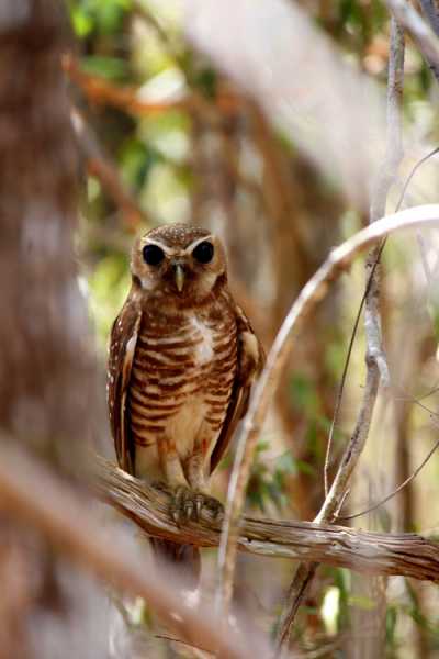 Мадагаскар и Маврикий. Баобабы и киты.