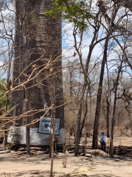 Мадагаскар и Маврикий. Баобабы и киты.