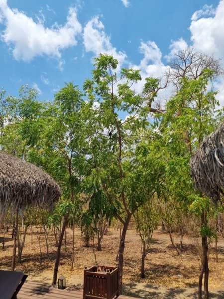 Мадагаскар и Маврикий. Баобабы и киты.
