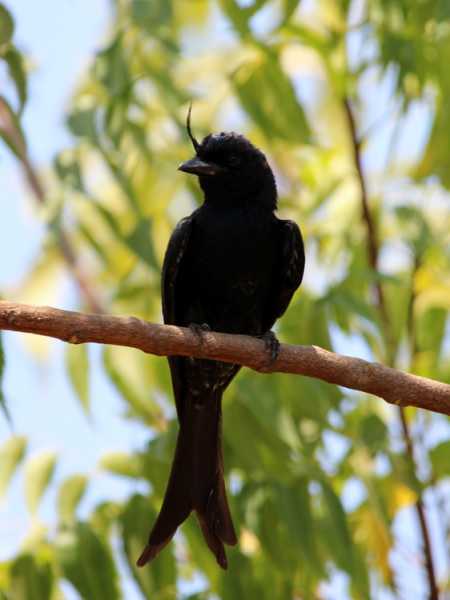 Мадагаскар и Маврикий. Баобабы и киты.
