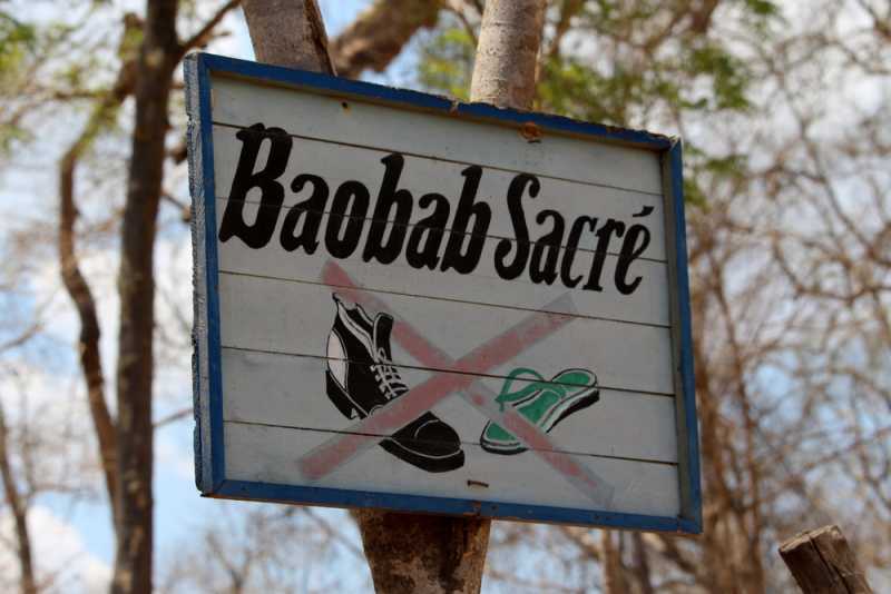 Мадагаскар и Маврикий. Баобабы и киты.