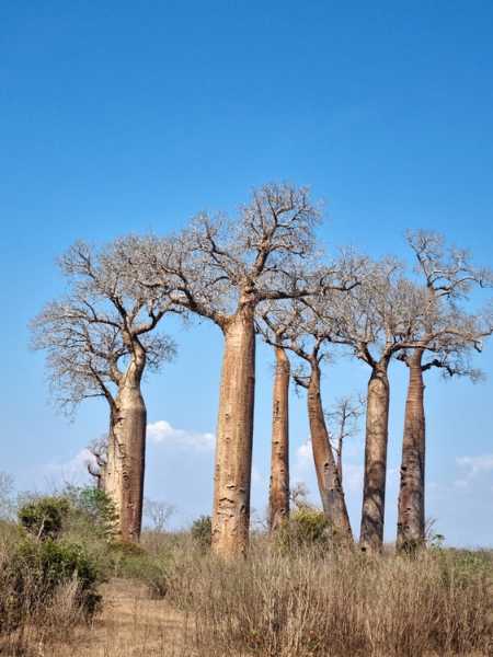 Мадагаскар и Маврикий. Баобабы и киты.