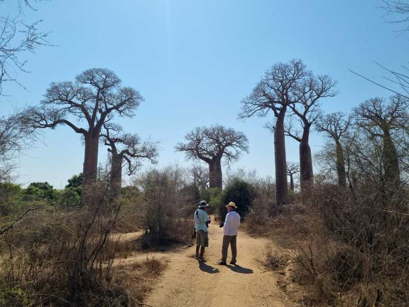 Мадагаскар и Маврикий. Баобабы и киты.