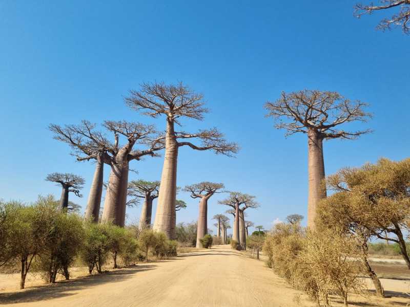 Мадагаскар и Маврикий. Баобабы и киты.