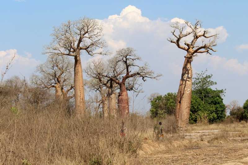 Мадагаскар и Маврикий. Баобабы и киты.