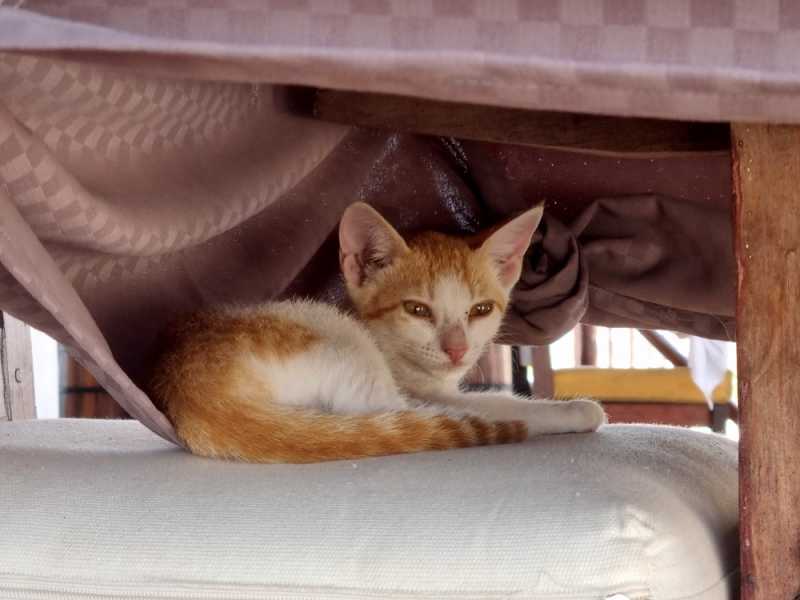 Мадагаскар и Маврикий. Баобабы и киты.