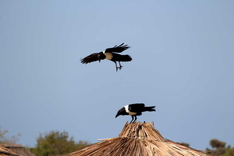 Мадагаскар и Маврикий. Баобабы и киты.