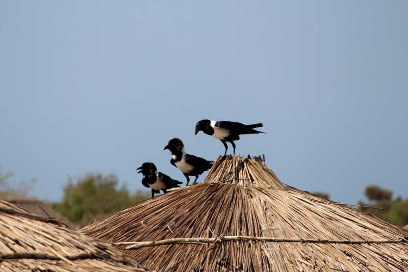 Мадагаскар и Маврикий. Баобабы и киты.