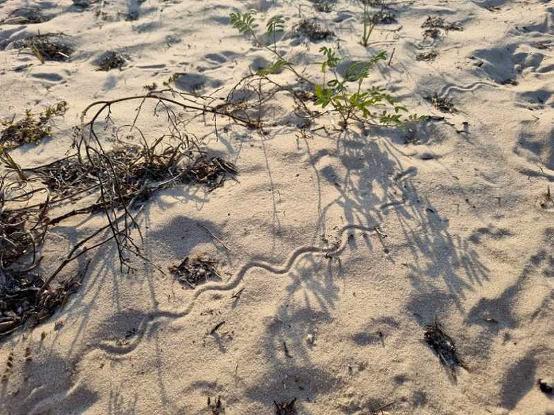 Мадагаскар и Маврикий. Баобабы и киты.