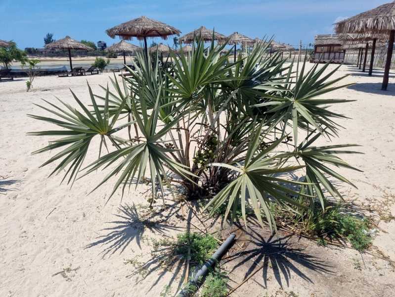 Мадагаскар и Маврикий. Баобабы и киты.