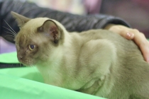 Для кошатников фотоотчет с Международной выставки кошек "Содружество"