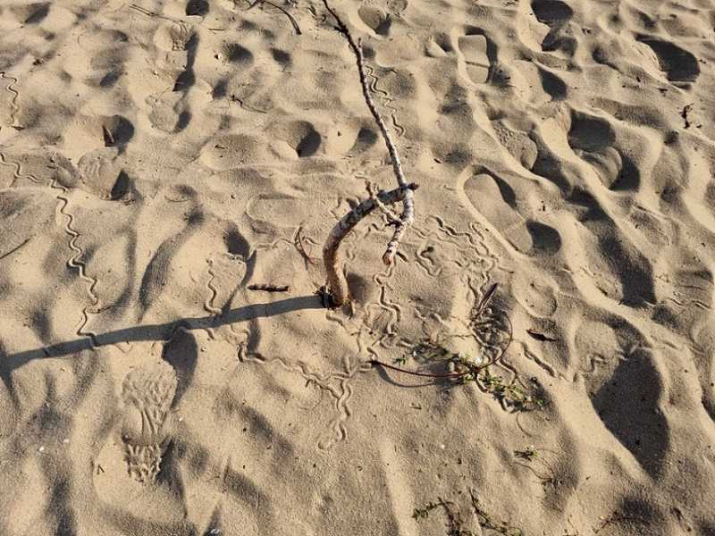 Мадагаскар и Маврикий. Баобабы и киты.