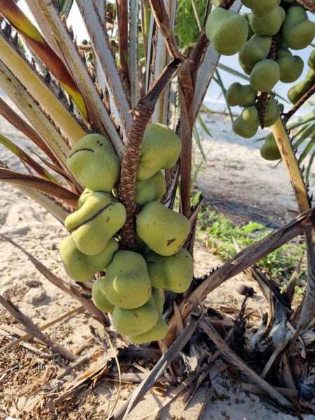 Мадагаскар и Маврикий. Баобабы и киты.
