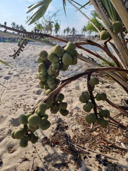 Мадагаскар и Маврикий. Баобабы и киты.