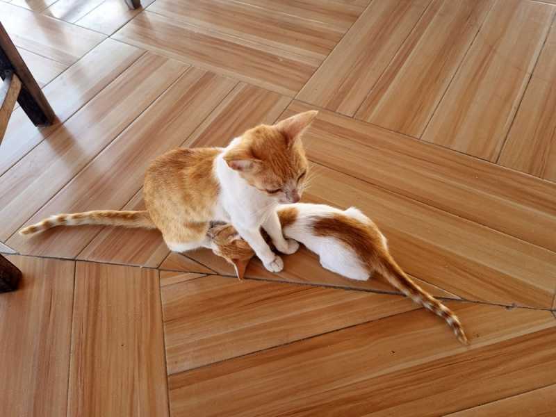 Мадагаскар и Маврикий. Баобабы и киты.