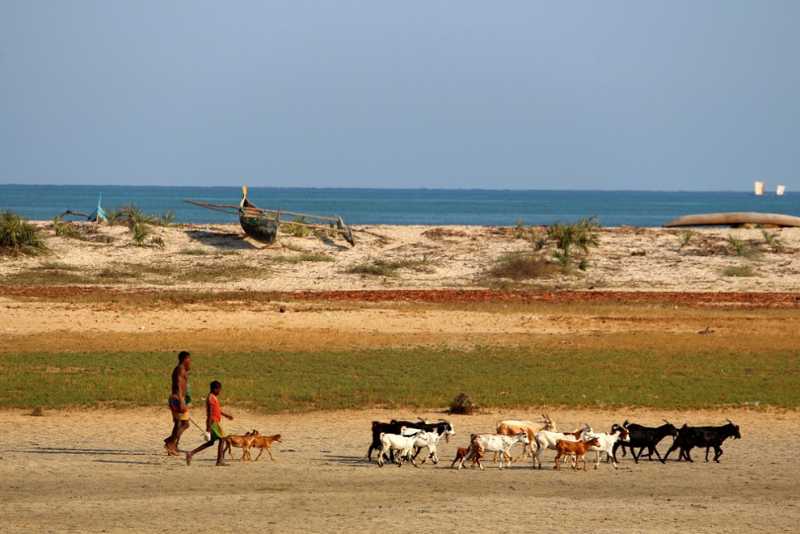 Мадагаскар и Маврикий. Баобабы и киты.