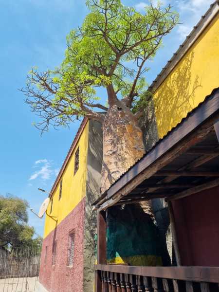 Мадагаскар и Маврикий. Баобабы и киты.