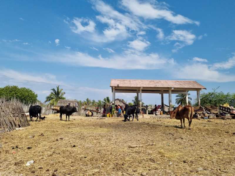 Мадагаскар и Маврикий. Баобабы и киты.