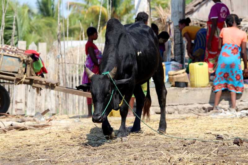 Мадагаскар и Маврикий. Баобабы и киты.