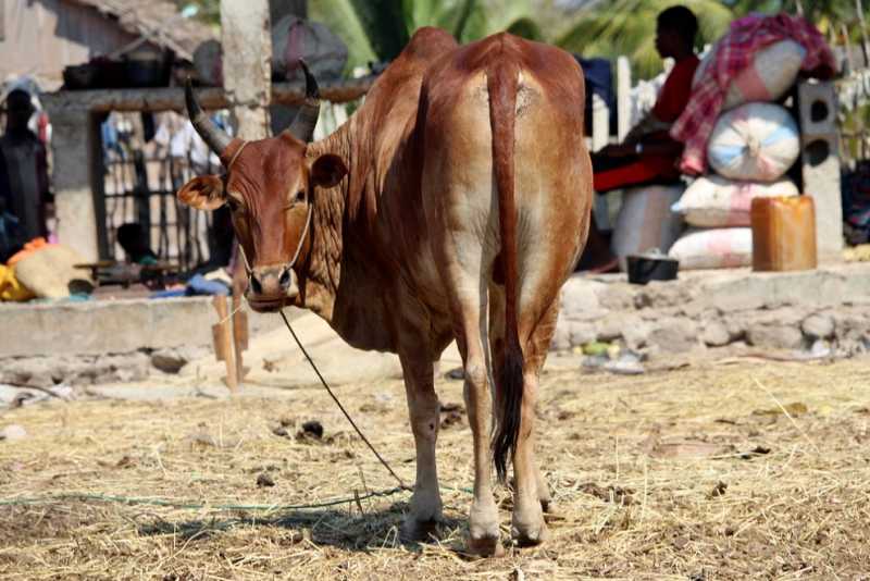 Мадагаскар и Маврикий. Баобабы и киты.