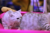 Для кошатников фотоотчет с Международной выставки кошек "Содружество"
