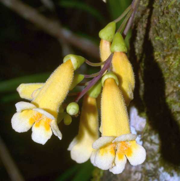 Мадагаскар и Маврикий. Баобабы и киты.