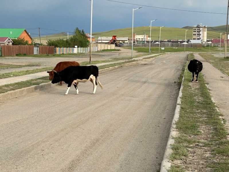 Путешествие в Монголию и на Байкал: июль-август 2024 г.