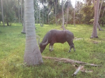 Путешествие в лето