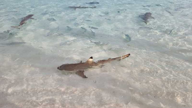 К Королям? К четырем Королям! – дайвинг в Раджа-Ампат (Raja-Ampat) ноябрь 2024 К Королям? К четырем Королям! – дайвинг в Раджа-Ампат (Raja-Ampat) ноябрь 2024