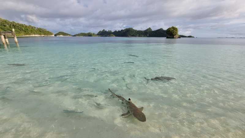 К Королям? К четырем Королям! – дайвинг в Раджа-Ампат (Raja-Ampat) ноябрь 2024 К Королям? К четырем Королям! – дайвинг в Раджа-Ампат (Raja-Ampat) ноябрь 2024