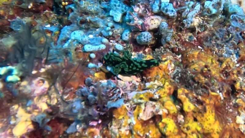 К Королям? К четырем Королям! – дайвинг в Раджа-Ампат (Raja-Ampat) ноябрь 2024