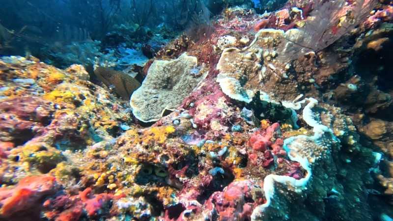 К Королям? К четырем Королям! – дайвинг в Раджа-Ампат (Raja-Ampat) ноябрь 2024