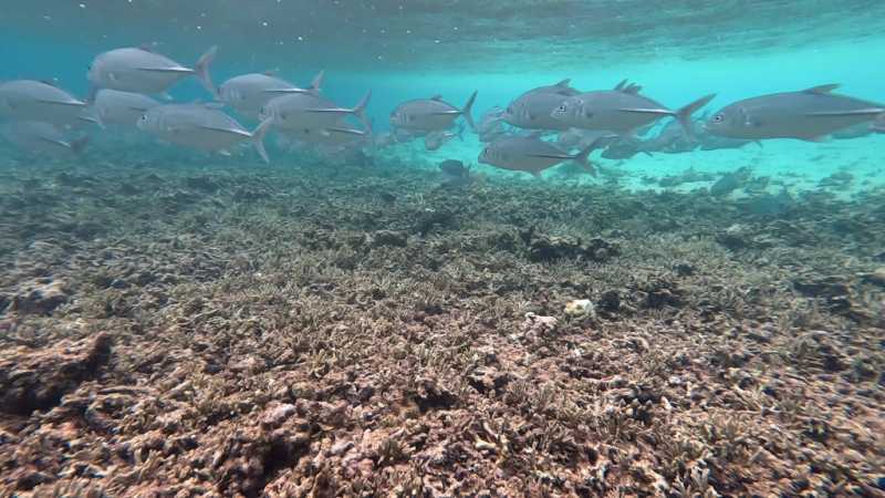 К Королям? К четырем Королям! – дайвинг в Раджа-Ампат (Raja-Ampat) ноябрь 2024