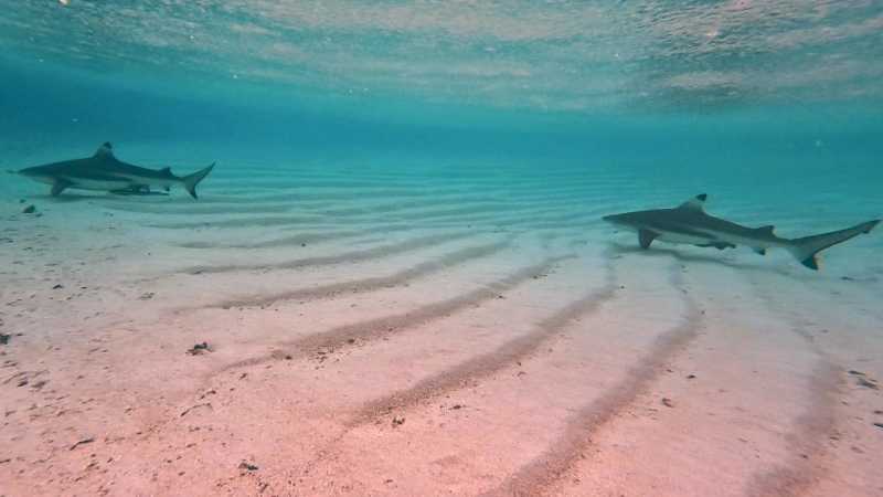 К Королям? К четырем Королям! – дайвинг в Раджа-Ампат (Raja-Ampat) ноябрь 2024