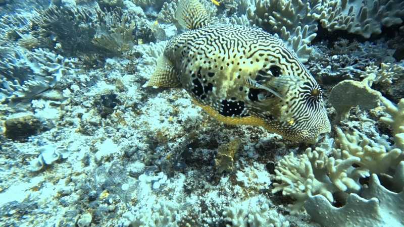 К Королям? К четырем Королям! – дайвинг в Раджа-Ампат (Raja-Ampat) ноябрь 2024