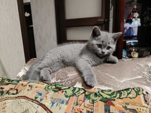 Кошки в нашей жизни. Кошки и все, что с ними связано.