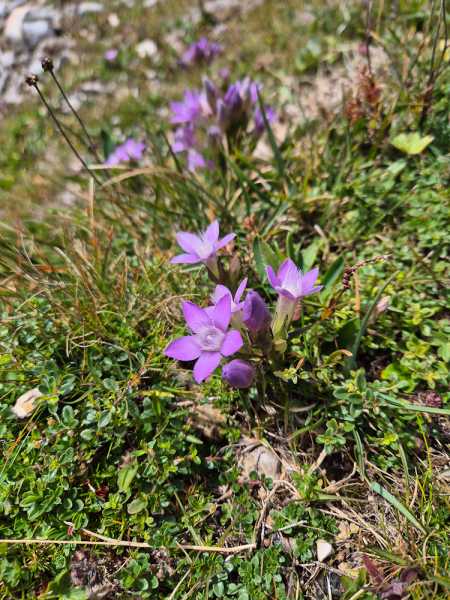 Альпийский дневник 2025