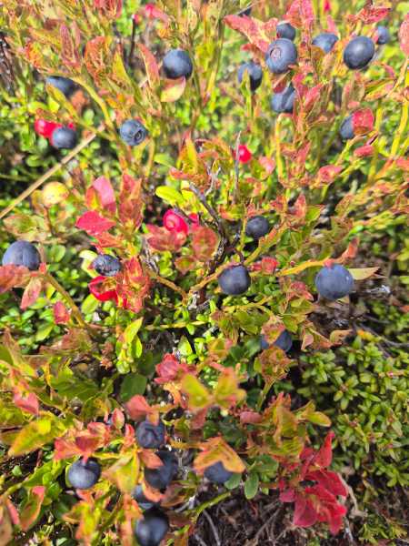 Альпийский дневник 2025